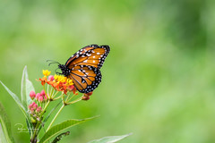 Danaus gilippus gilippus