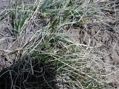 Carex filifolia