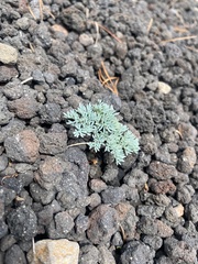 Dicentra peregrina, photograph Илья Руденко, CC BY, iNaturalist via GBIF