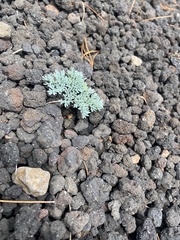 Dicentra peregrina, photograph Илья Руденко, CC BY, iNaturalist via GBIF