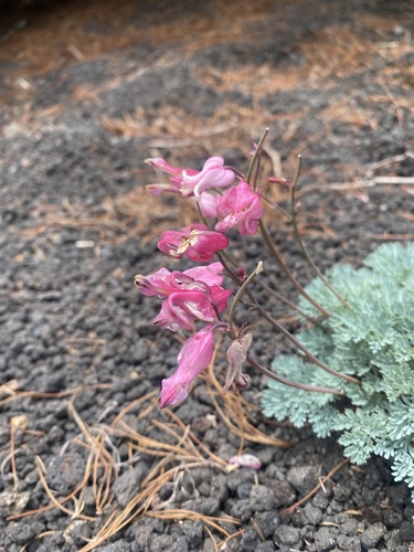 Dicentra peregrina, photograph 5