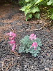 Dicentra peregrina, photograph Илья Руденко, CC BY, iNaturalist via GBIF