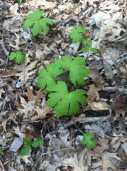 Hydrastis canadensis