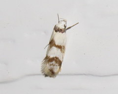 Chezala brachypepla