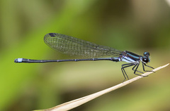 Argia indicatrix