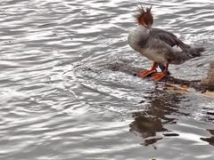 Mergus merganser
