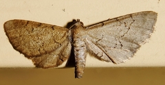 Exelis pyrolaria