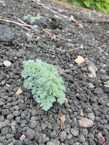 Dicentra peregrina, photograph 2