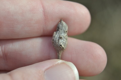 Neolasioptera lathami