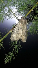 Condicinae