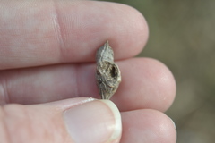 Neolasioptera lathami