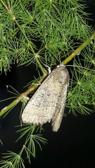 Condicinae