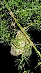 Condicinae