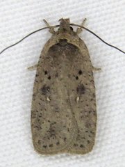 Agonopterix argillacea