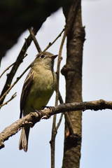 Empidonax hammondii