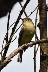 Empidonax hammondii
