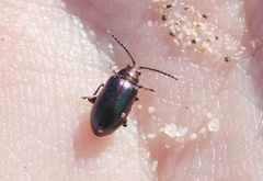 Altica torquata