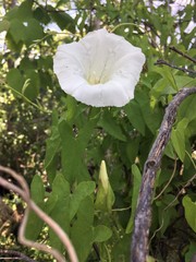 Calystegia sepium limnophila