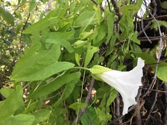 Calystegia sepium limnophila