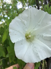 Calystegia sepium limnophila