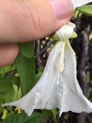 Calystegia sepium limnophila
