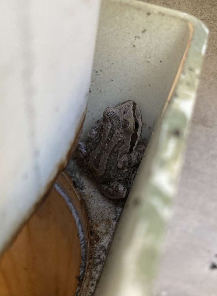 Northern Pacific Tree Frog In August 2023 By Hannah INaturalist   Large 