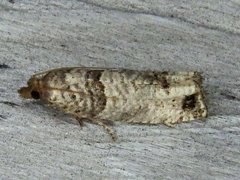 Notocelia culminana