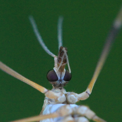 European Crane Fly, photo 4 of 10