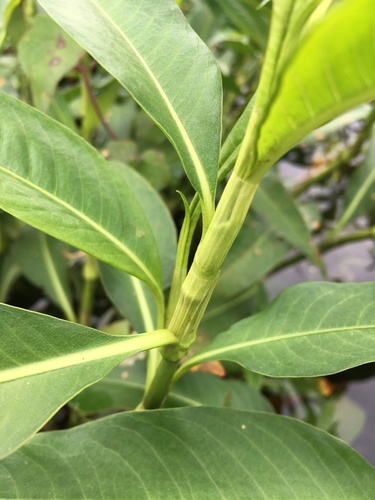 Persicaria glabra