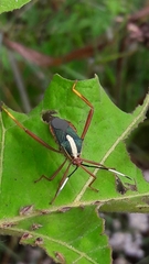 Lucullia flavovittata