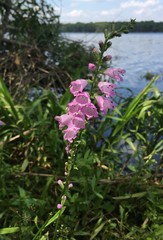 Physostegia leptophylla