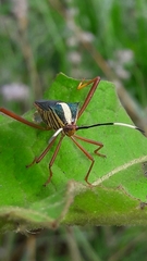 Lucullia flavovittata