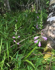 Physostegia leptophylla