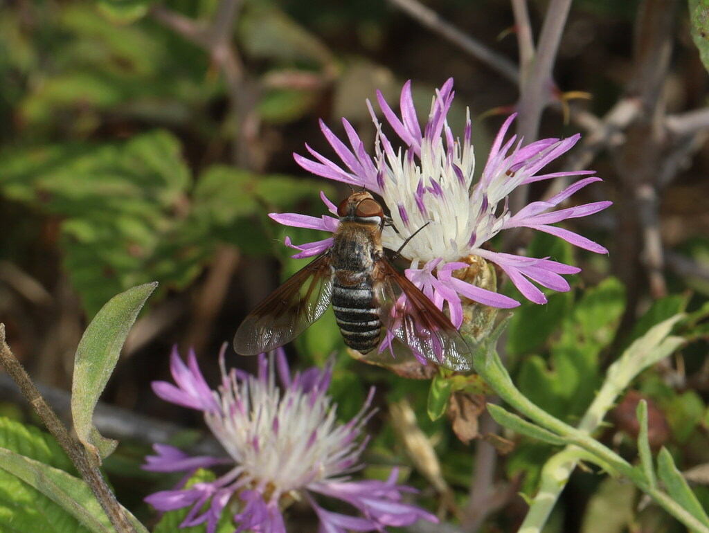 Exoprosopa rivularis