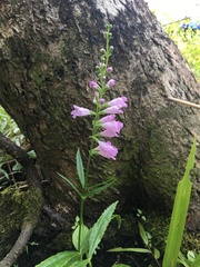 Physostegia leptophylla
