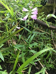 Physostegia leptophylla