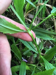 Physostegia leptophylla