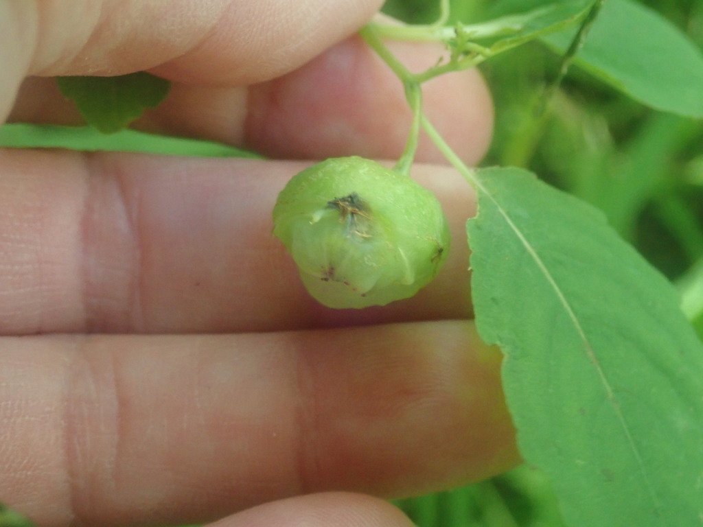Jewelweed Gall Midge