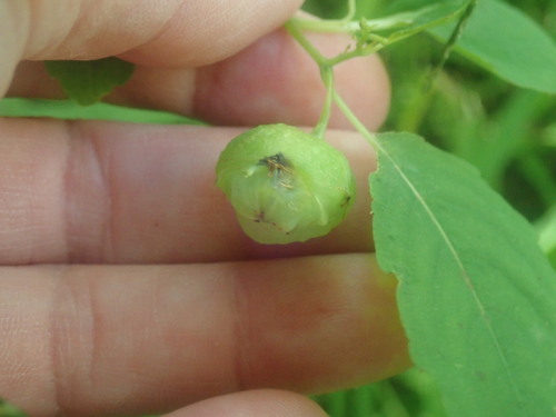 Jewelweed Gall Midge