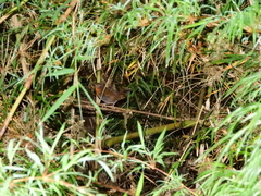 Scelorchilus rubecula