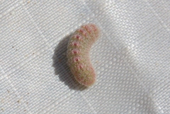Brephidium exilis