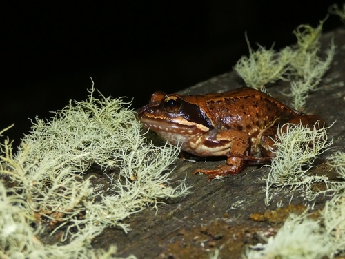 Galician Common Frog, photo 6 of 7
