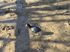 Fulica americana americana