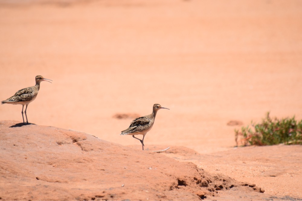 Little Curlew