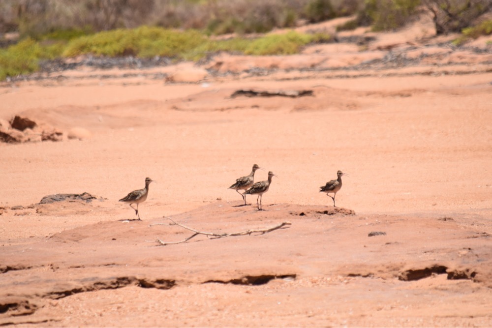Little Curlew
