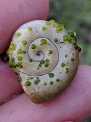 Chaetophora
