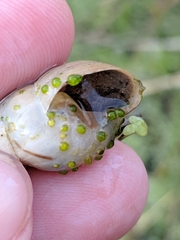 Chaetophora