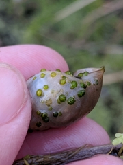Chaetophora