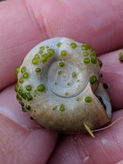 Chaetophora