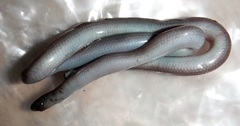 Typhlopidae